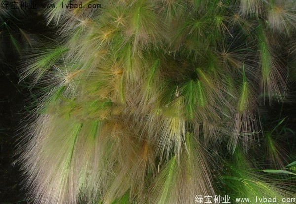 狗尾草<a href='http://www.fscangbo.com/' target='_blank'>種子</a> 狗尾草<a href='http://www.fscangbo.com/' target='_blank'>種子</a>