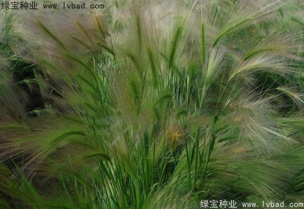 狗尾草種子 狗尾草種子