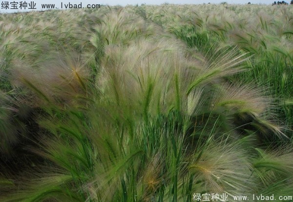 狗尾草種子 狗尾草種子