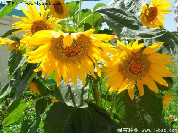 <a href='http://www.fscangbo.com/caohuazhongzi/1057.html' target='_blank'>觀賞向日葵種子</a>