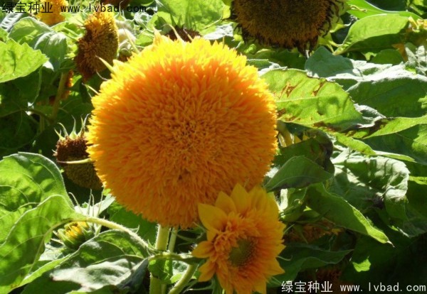 <a href='http://www.fscangbo.com/caohuazhongzi/1057.html' target='_blank'>觀賞向日葵</a><a href='http://www.fscangbo.com/' target='_blank'>種子</a>