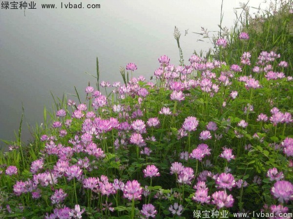 <a href='http://www.fscangbo.com/yaocaizhongzi/2335.html' target='_blank'>紅花</a>酢漿草<a href='http://www.fscangbo.com/' target='_blank'>種子</a>