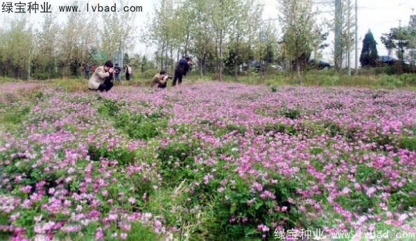 紅花酢漿草種子
