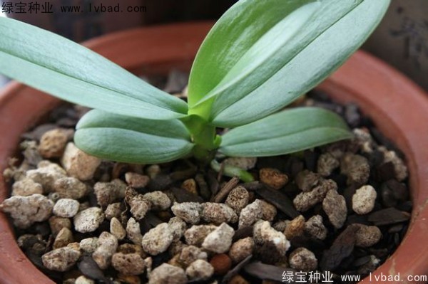 <a href='http://www.fscangbo.com/caohuazhongzi/1066.html' target='_blank'>蝴蝶蘭</a><a href='http://www.fscangbo.com/' target='_blank'>種子</a>