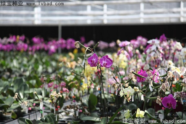 <a href='http://www.fscangbo.com/caohuazhongzi/1066.html' target='_blank'>蝴蝶蘭</a><a href='http://www.fscangbo.com/' target='_blank'>種子</a>