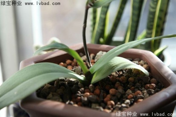 <a href='http://www.fscangbo.com/caohuazhongzi/1066.html' target='_blank'>蝴蝶蘭種子</a>