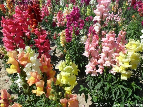 金魚草圖片 金魚草圖片