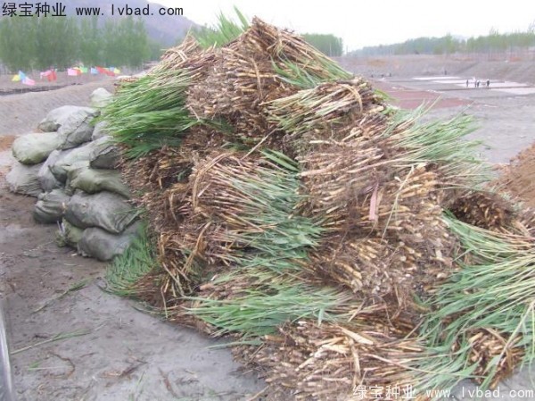 <a href='http://www.fscangbo.com/shuicaozhongzi/1587.html' target='_blank'>蘆葦種子</a>