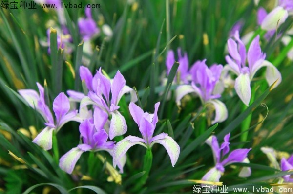 馬蘭種子 馬蘭種子