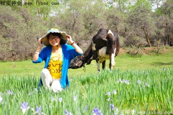 馬蘭種子 馬蘭種子