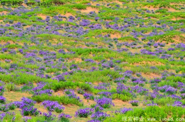 馬蘭種子 馬蘭種子