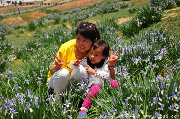 <a href='http://www.fscangbo.com/caohuazhongzi/1591.html' target='_blank'>馬蘭</a><a href='http://www.fscangbo.com/' target='_blank'>種子</a> 馬蘭種子