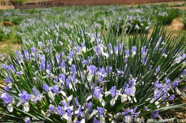 馬蘭種子 馬蘭種子