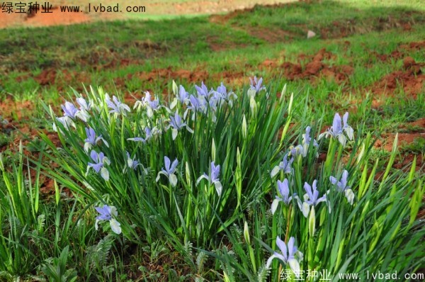 馬蘭種子 馬蘭種子