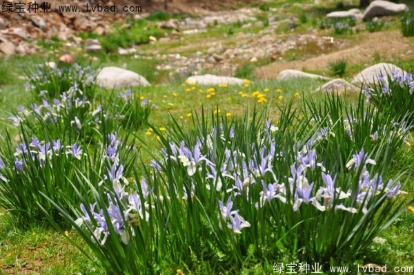 馬蘭種子 馬蘭種子