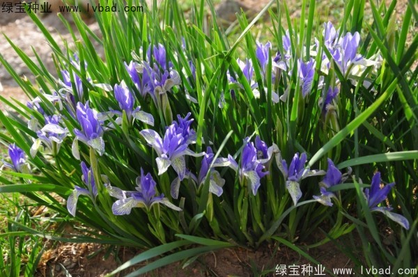 馬蘭種子 馬蘭種子