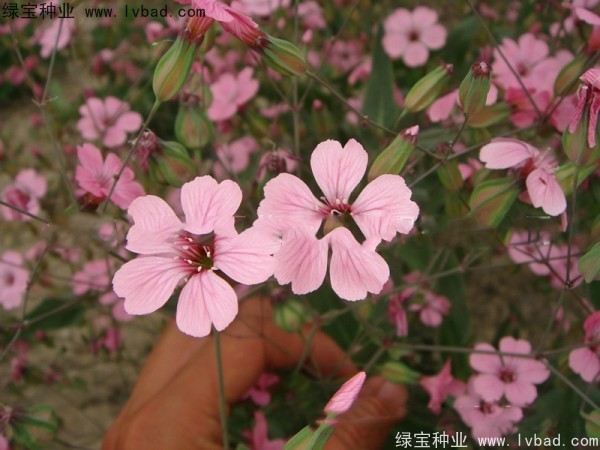 滿天星種子 滿天星種子