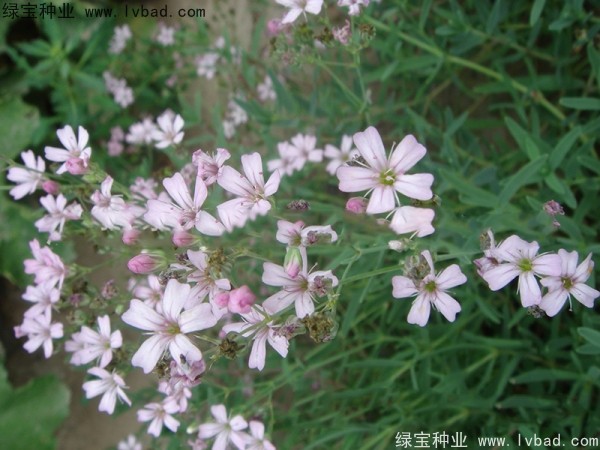 滿天星種子 滿天星種子