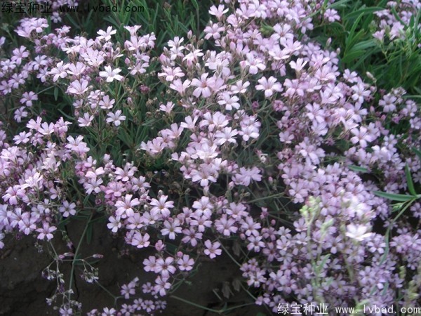 滿天星種子 滿天星種子