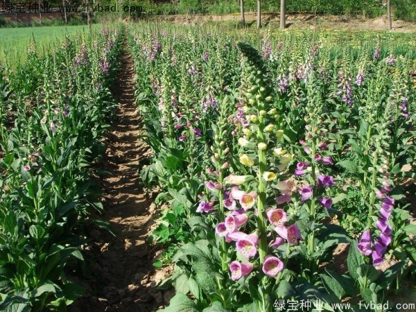 <a href='http://www.fscangbo.com/caohuazhongzi/1596.html' target='_blank'>毛地黃</a><a href='http://www.fscangbo.com/' target='_blank'>種子</a>