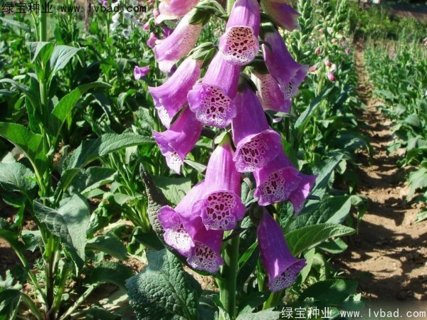 <a href='http://www.fscangbo.com/caohuazhongzi/1596.html' target='_blank'>毛地黃種子</a>