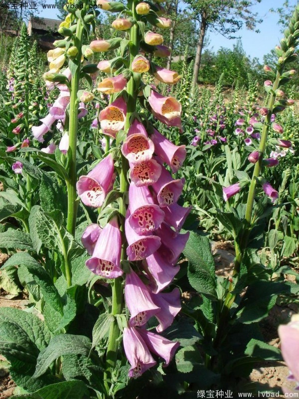 毛地黃<a href='http://www.fscangbo.com/' target='_blank'>種子</a>