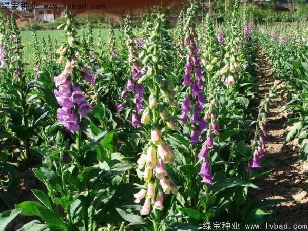 <a href='http://www.fscangbo.com/caohuazhongzi/1596.html' target='_blank'>毛地黃種子</a>