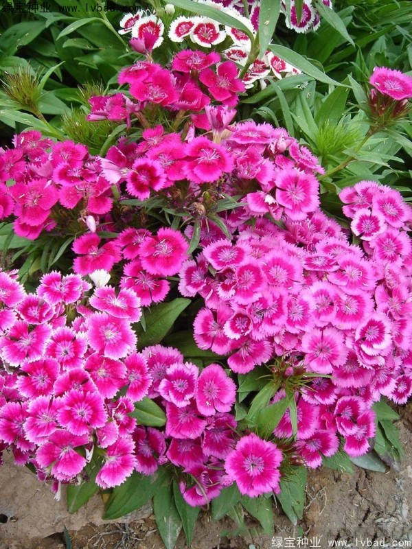 美國石竹<a href='http://www.fscangbo.com/' target='_blank'>種子</a>