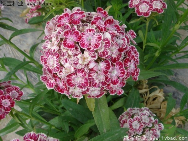 美國<a href='http://www.fscangbo.com/caohuazhongzi/97045.html' target='_blank'>石竹種子</a>