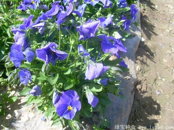 三色堇種子 三色堇種子