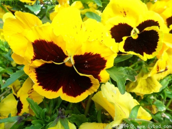 三色堇種子 三色堇種子