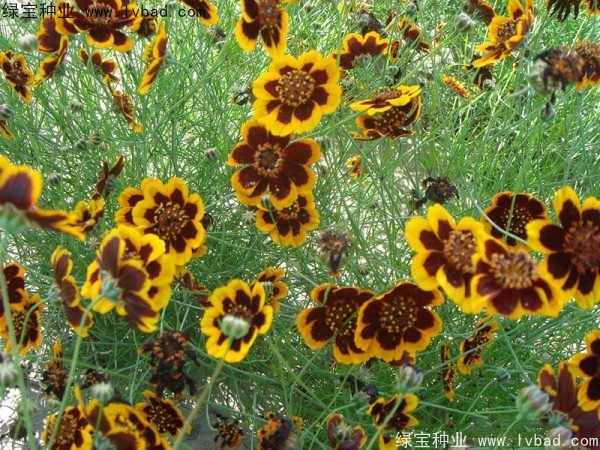 蛇目菊種子 蛇目菊種子