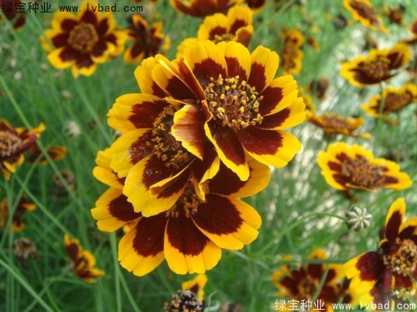 蛇目菊種子 蛇目菊種子