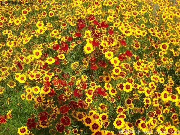 蛇目菊種子 蛇目菊種子