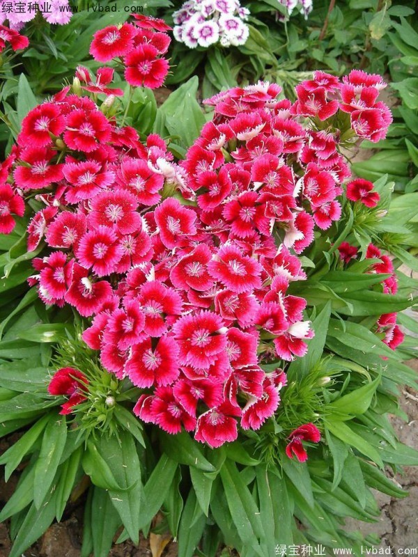 五彩<a href='http://www.fscangbo.com/caohuazhongzi/97045.html' target='_blank'>石竹種子</a>