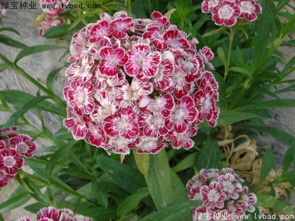 <a href='http://www.fscangbo.com/caohuazhongzi/1632.html' target='_blank'>五彩石竹</a><a href='http://www.fscangbo.com/' target='_blank'>種子</a>