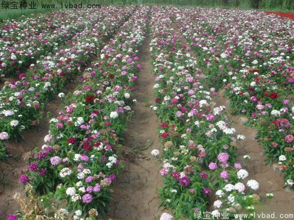 五彩<a href='http://www.fscangbo.com/caohuazhongzi/97045.html' target='_blank'>石竹</a><a href='http://www.fscangbo.com/' target='_blank'>種子</a>