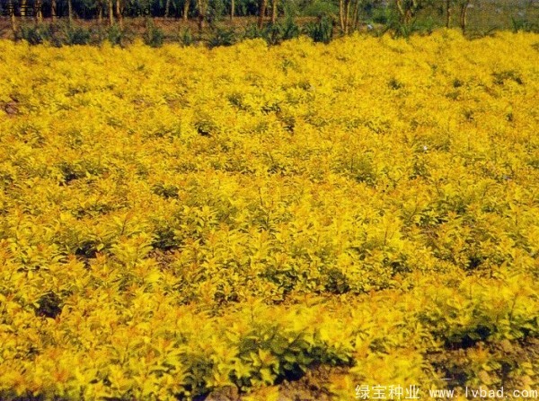 繡線菊<a href='http://www.fscangbo.com/' target='_blank'>種子</a> 繡線菊<a href='http://www.fscangbo.com/' target='_blank'>種子</a>