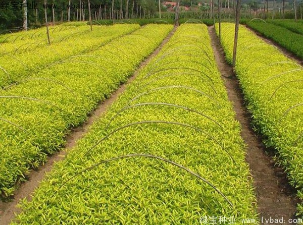 <a href='http://www.fscangbo.com/caohuazhongzi/1644.html' target='_blank'>繡線菊種子</a> <a href='http://www.fscangbo.com/caohuazhongzi/1644.html' target='_blank'>繡線菊種子</a>