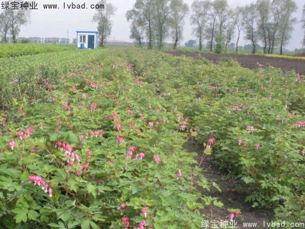 <a href='http://www.fscangbo.com/caohuazhongzi/1644.html' target='_blank'>繡線菊種子</a> <a href='http://www.fscangbo.com/caohuazhongzi/1644.html' target='_blank'>繡線菊種子</a>