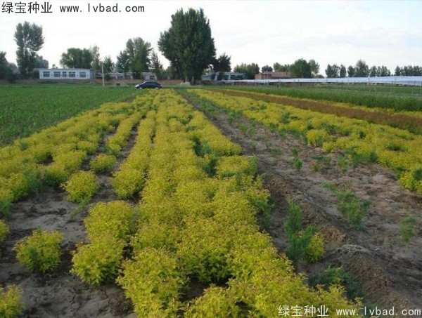 <a href='http://www.fscangbo.com/caohuazhongzi/1644.html' target='_blank'>繡線菊</a><a href='http://www.fscangbo.com/' target='_blank'>種子</a> <a href='http://www.fscangbo.com/caohuazhongzi/1644.html' target='_blank'>繡線菊</a><a href='http://www.fscangbo.com/' target='_blank'>種子</a>