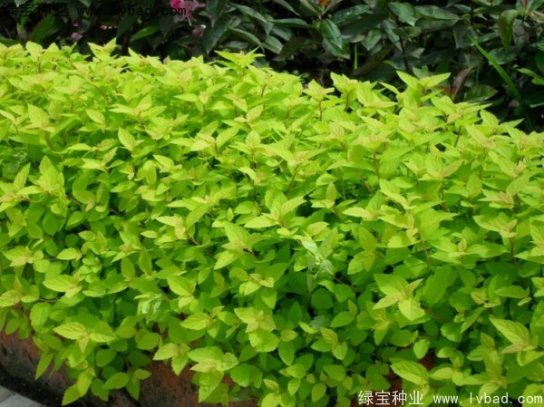 繡線菊種子 繡線菊種子