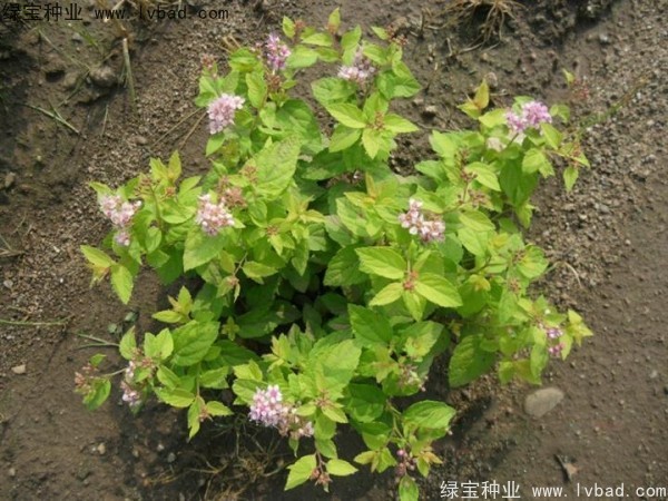 繡線菊種子 繡線菊種子
