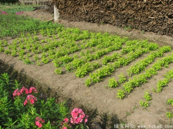 繡線菊種子 繡線菊種子