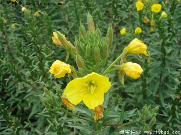 <a href='http://www.fscangbo.com/caohuazhongzi/1649.html' target='_blank'>夜來香種子</a> <a href='http://www.fscangbo.com/caohuazhongzi/1649.html' target='_blank'>夜來香</a><a href='http://www.fscangbo.com/' target='_blank'>種子</a>