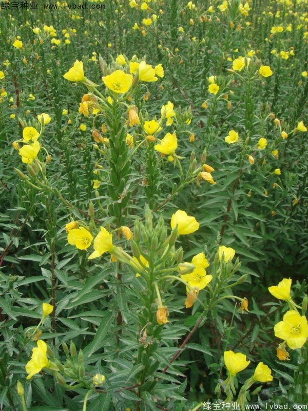 <a href='http://www.fscangbo.com/caohuazhongzi/1649.html' target='_blank'>夜來香</a><a href='http://www.fscangbo.com/' target='_blank'>種子</a> <a href='http://www.fscangbo.com/caohuazhongzi/1649.html' target='_blank'>夜來香</a>種子