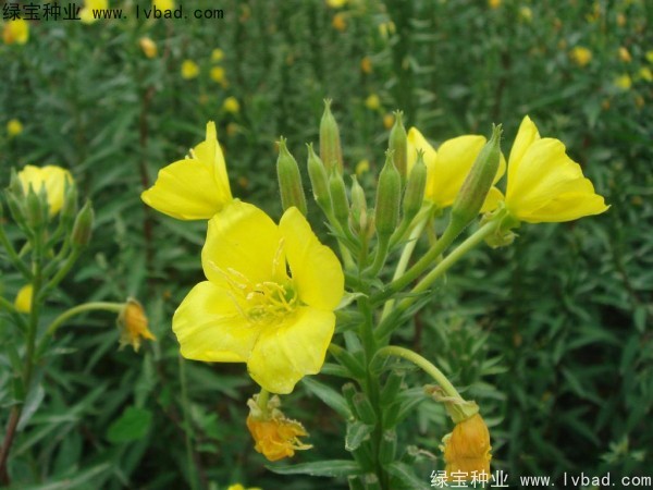 <a href='http://www.fscangbo.com/caohuazhongzi/1649.html' target='_blank'>夜來香種子</a> <a href='http://www.fscangbo.com/caohuazhongzi/1649.html' target='_blank'>夜來香種子</a>