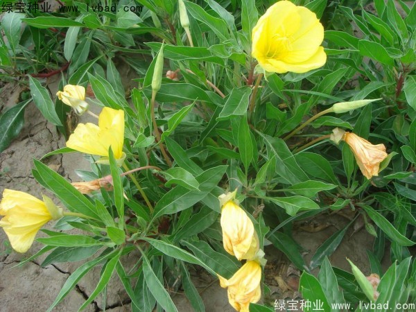 <a href='http://www.fscangbo.com/caohuazhongzi/1649.html' target='_blank'>夜來香</a><a href='http://www.fscangbo.com/' target='_blank'>種子</a> <a href='http://www.fscangbo.com/caohuazhongzi/1649.html' target='_blank'>夜來香</a><a href='http://www.fscangbo.com/' target='_blank'>種子</a>