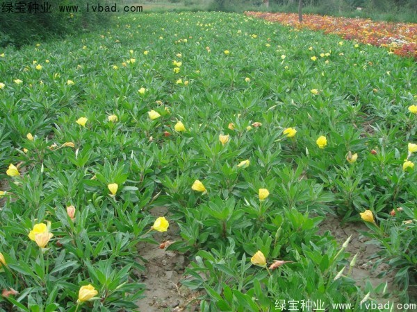 夜來香種子 夜來香種子