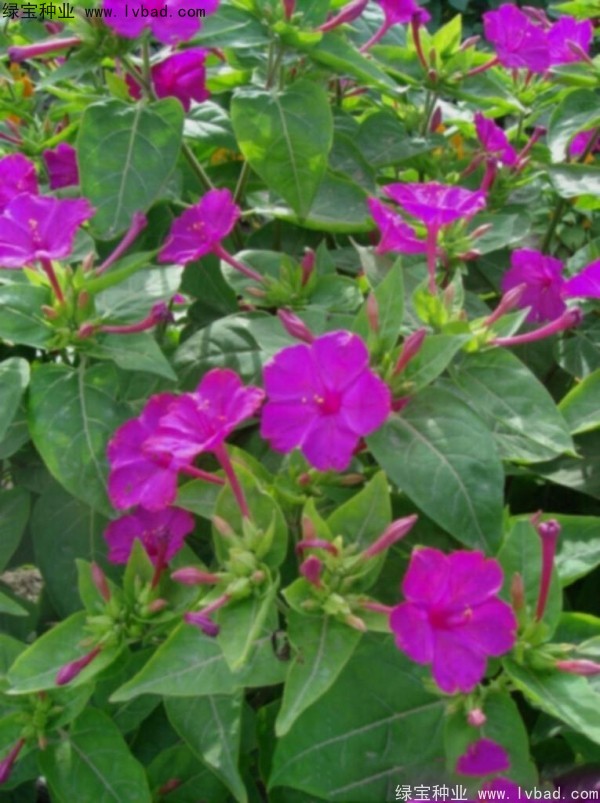 紫茉莉<a href='http://www.fscangbo.com/' target='_blank'>種子</a>